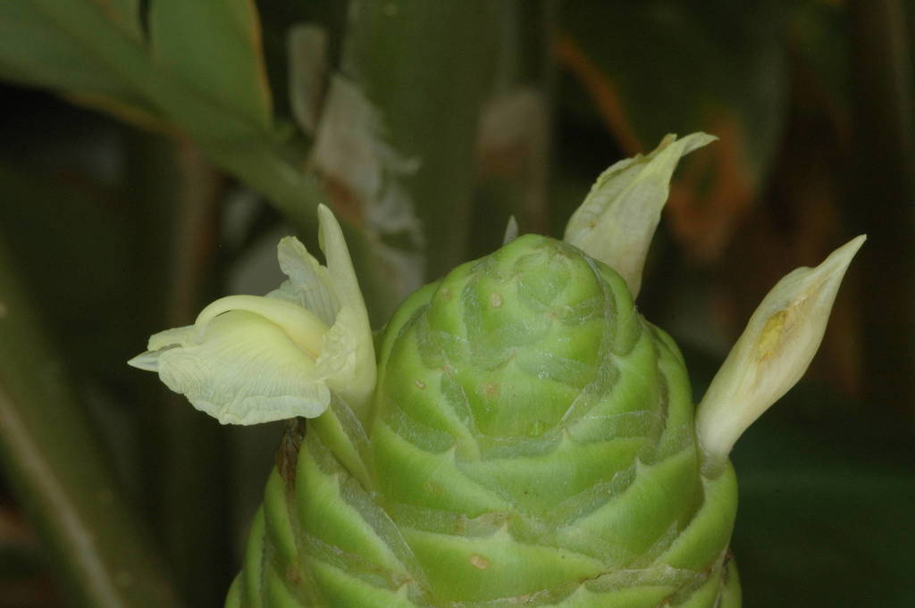 Zingiberales (Flora ) · NaturaLista Colombia