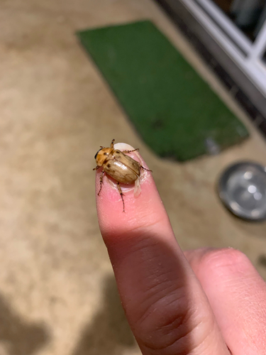 Argentinian Scarab
