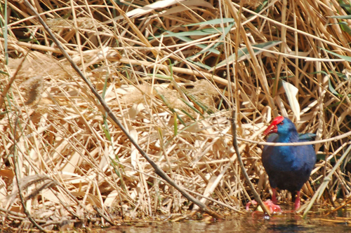 African Swamphen