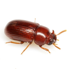 Neomida ferruginea