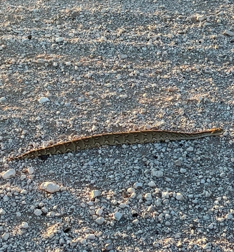 Puff Adder