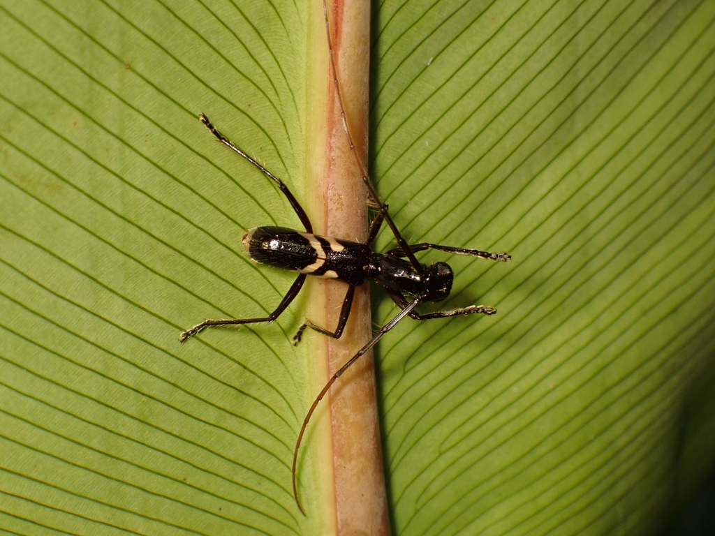 Gnomidolon melanosomum