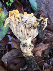 Cantharellus californicus
