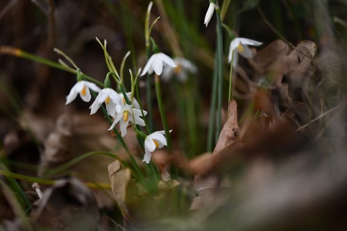 French Snowflake (Acis nicaeensis)