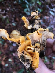 Cantharellus californicus
