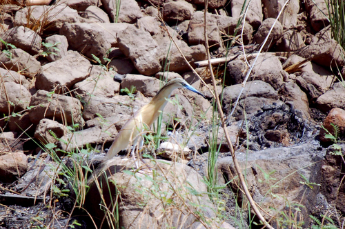 Squacco Heron