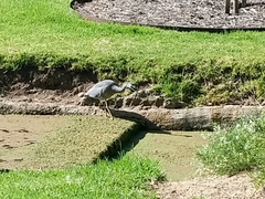 Egretta novaehollandiae