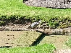 Egretta novaehollandiae