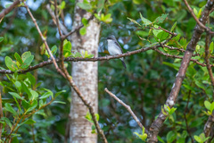 Eopsaltria pulverulenta