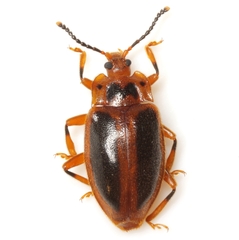 Epipocus cinctus