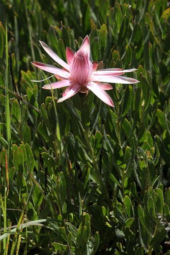Protea kibarensis image