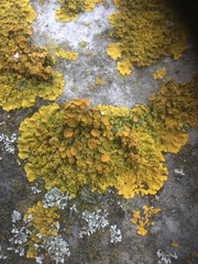 Xanthoria parietina