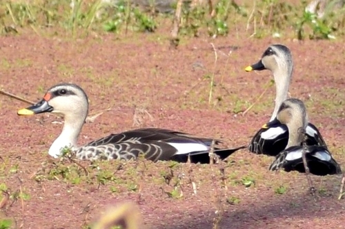 Indian Spot-billed Duck