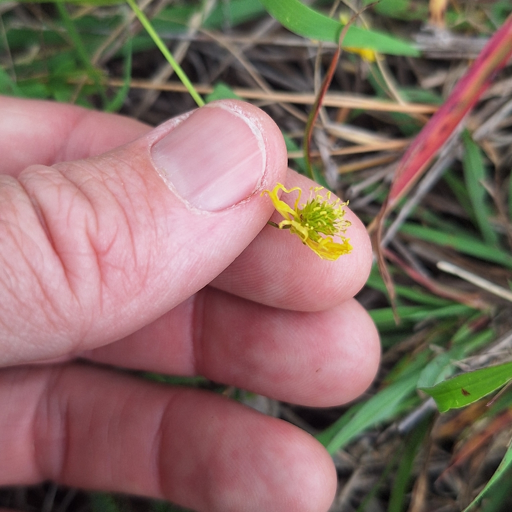 Neptunia gracilis; photograph (c) Greg Tasney, some rights reserved (CC BY-SA)