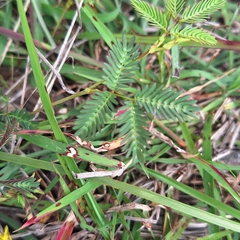 (c) Greg Tasney, some rights reserved (CC BY-SA) Neptunia gracilis, photograph (c) Greg Tasney, some rights reserved (CC BY-SA)