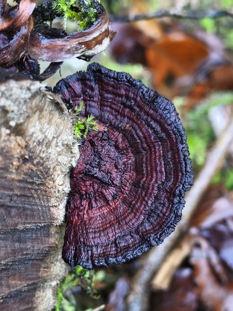Daedaleopsis confragosa · December 2025 · photo: © mycototor (iNaturalist, cc-by)