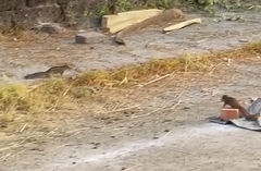 Funambulus tristriatus