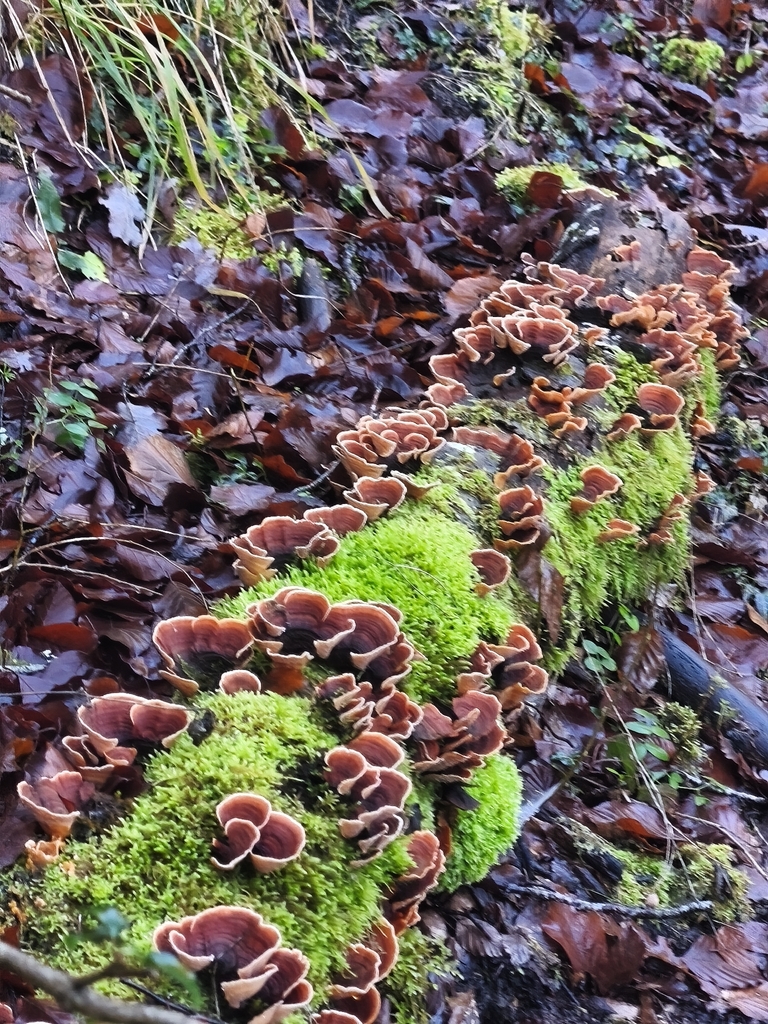 Stereum insignitum · December 2025 · photo: © mycototor (iNaturalist, cc-by)
