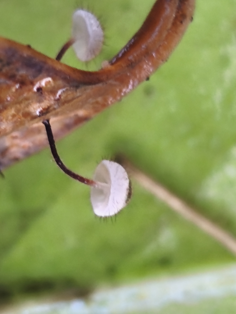 Marasmius hudsonii · December 2025 · photo: © mycototor (iNaturalist, cc-by)