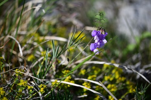Bauhin’s vetchling (Lathyrus filiformis)
