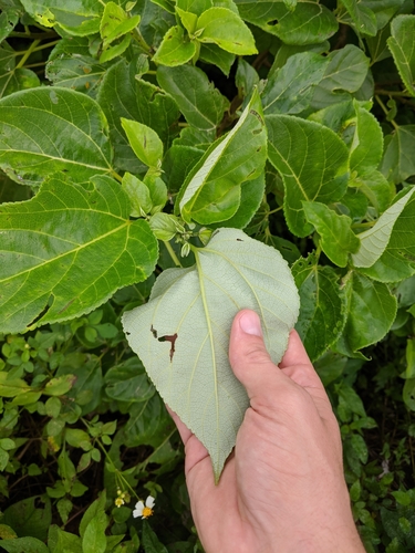 Pipturus argenteus observed 2020-01-18