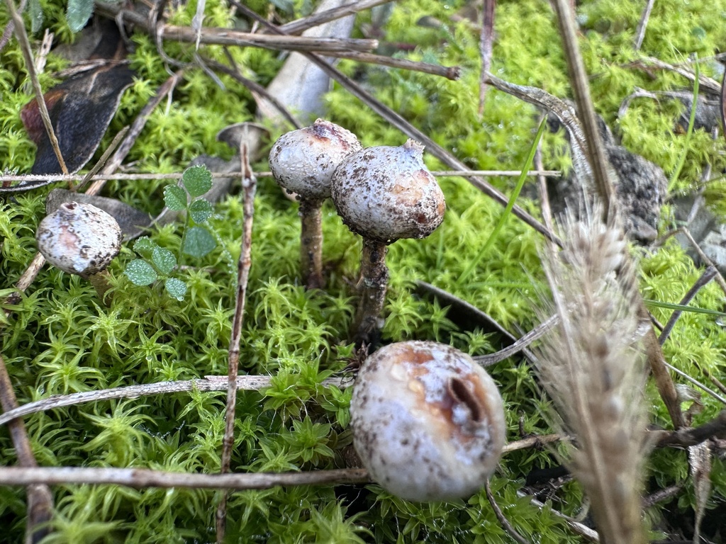 Tulostoma brumale · December 2025 · photo: © theworldofpaolo (iNaturalist, cc-by)