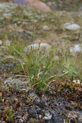 Carex brunnescens