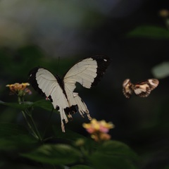Papilio dardanus dardanus