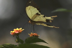 Papilio dardanus dardanus