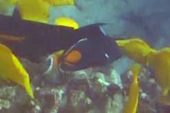 Acanthurus achilles