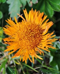 Erigeron aurantiacus, photograph author not stated, no rights reserved
