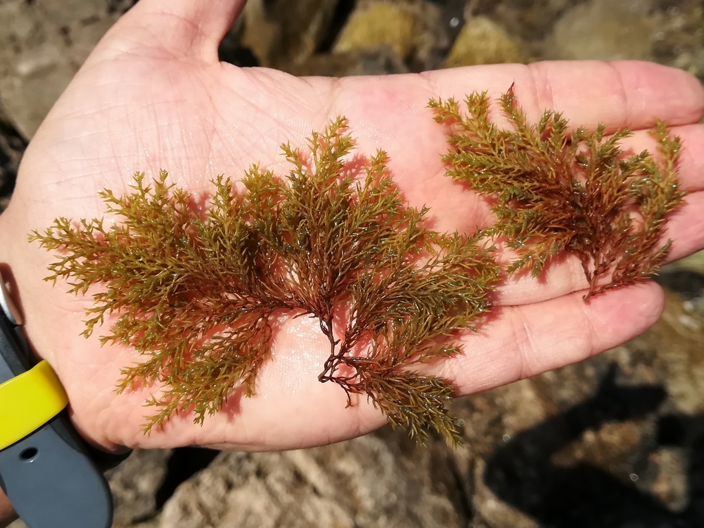 Photo of Mediterranean cystoseira (Cystoseira amentacea)