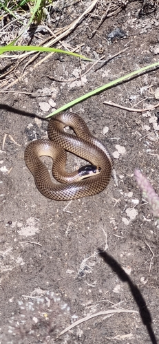 Whip Hooded Snake sighting