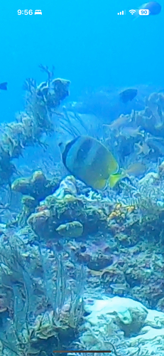 Chaetodon kleinii