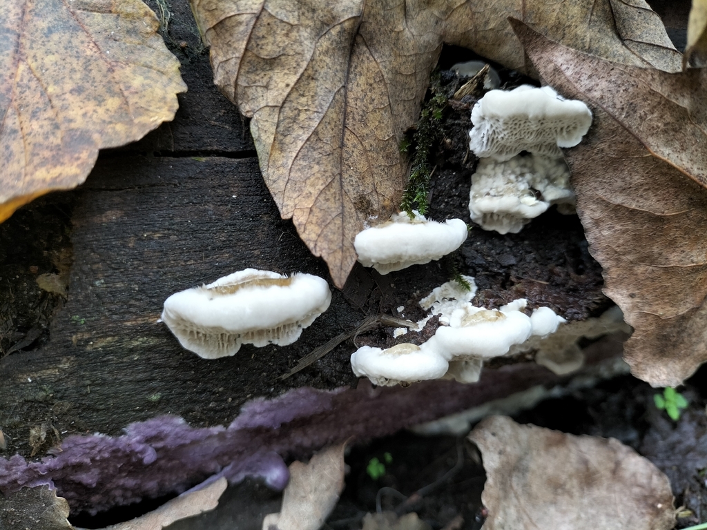 Datronia mollis · December 2025 · photo: © tatiana354 (iNaturalist, cc-by)