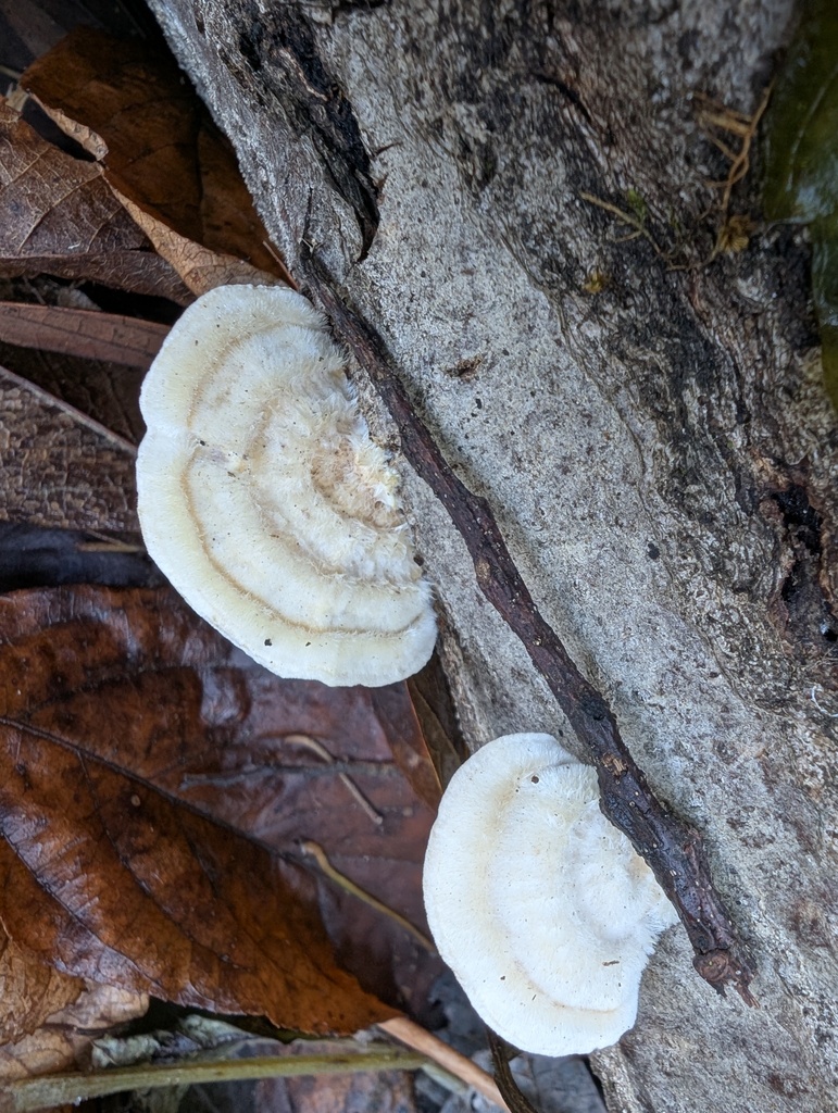 Trametes hirsuta · December 2025 · photo: © atsushi_nakajima_cirque (iNaturalist, cc-by)