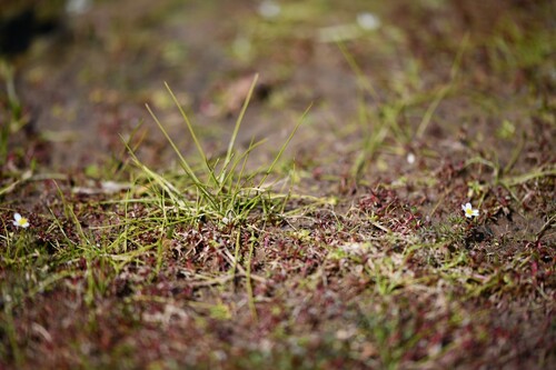 Isoetes longissima, photograph 2