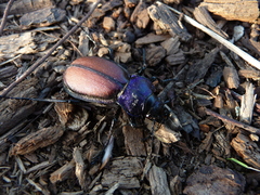 Carabus schoenherri