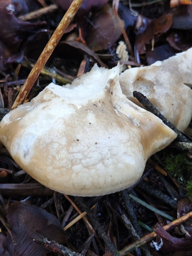 Paralepista gilva · December 2025 · photo: © mycototor (iNaturalist, cc-by)