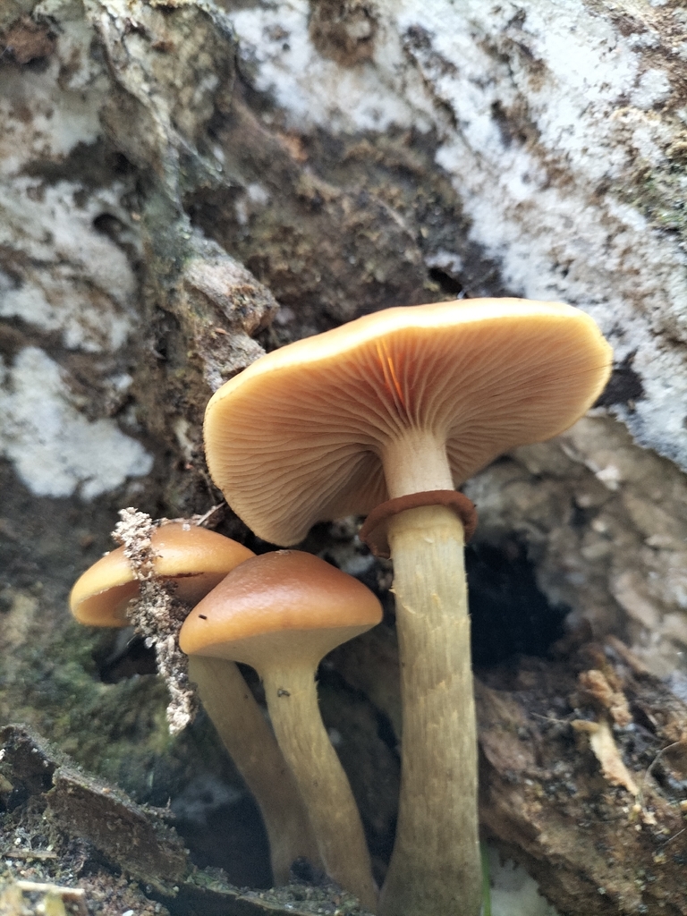 Galerina marginata · December 2025 · photo: © tatiana354 (iNaturalist, cc-by)