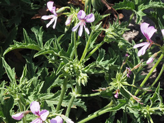 Pelargonium