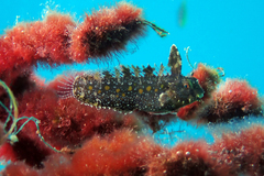 Highfinned Blenny photo 3