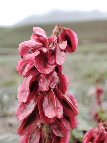 Rheum spiciforme, photograph 5