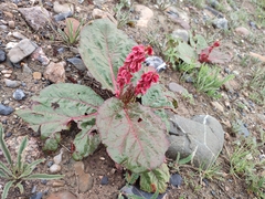 Rheum spiciforme, photograph author not stated, no rights reserved