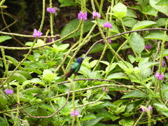 Chrysuronia oenone