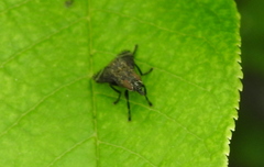 Platystoma