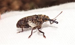 Isacantha dermestiventris