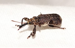 Isacantha dermestiventris