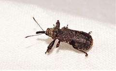 Isacantha dermestiventris