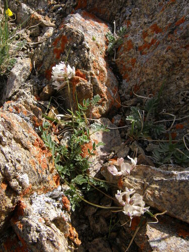 Astragalus pseudoaustralis